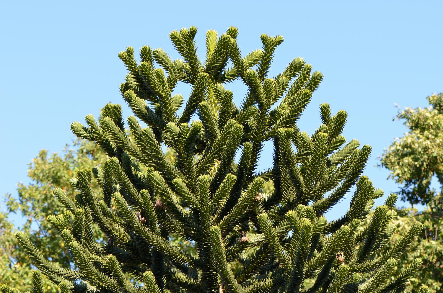 monkey puzzle