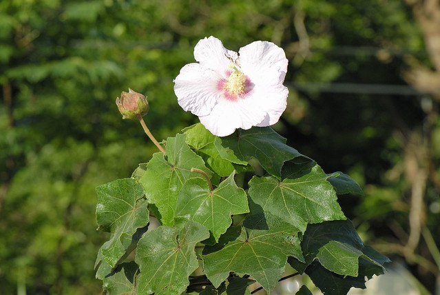 【hibiscus_indicus】什么意思_英语hibiscus_indicus的翻译_音标