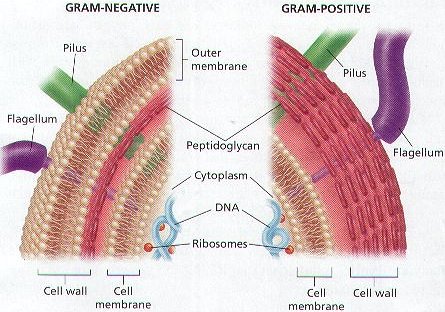 【gram】什么意思_英语gram的翻译_音标_读
