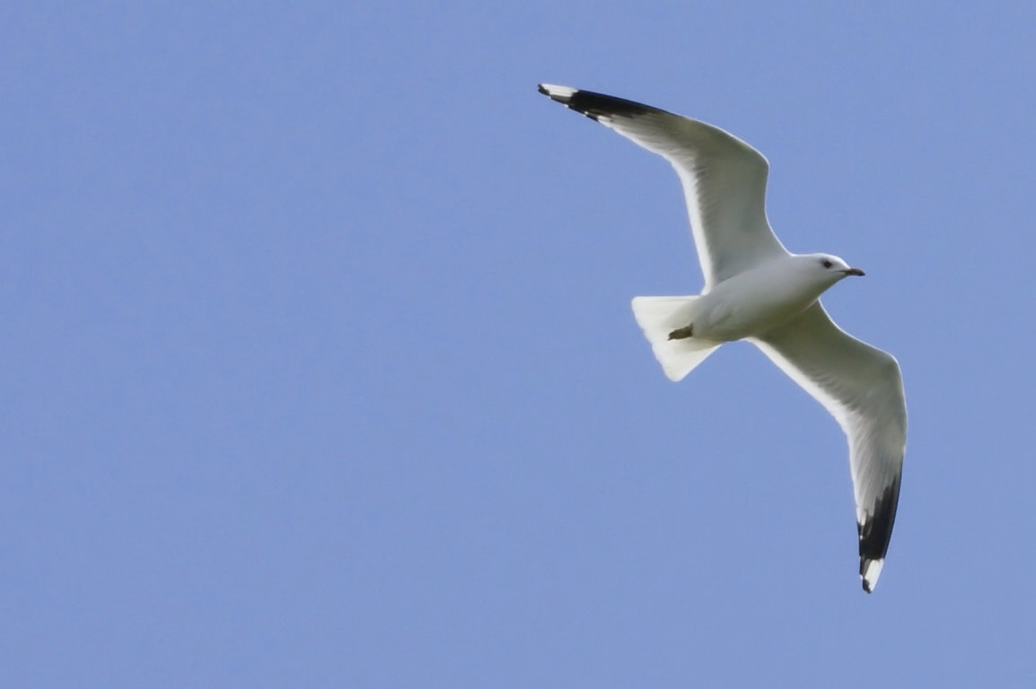 seagull