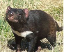 杂食动物——猪獾