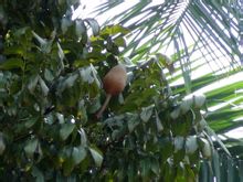 大叶桃花心木 大叶桃花心木