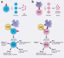 CD8 细胞和B 细胞的记忆