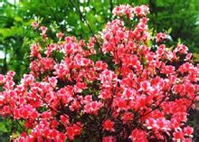 短梗星毛杜鹃(变种) 短梗星毛杜鹃(变种)