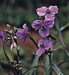 Tradescantia ohiensis，紫露草的一种