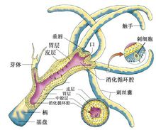 腔肠动物的模式图