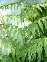 大叶骨碎补 大叶骨碎补