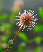 【水杨梅】英语怎么说_在线翻译_有道词典