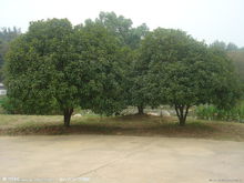 香飘金秋的桂花树