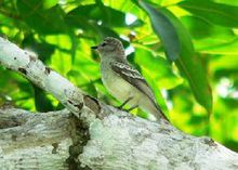 亚马孙灌丛霸鹟 亚马孙灌丛霸鹟