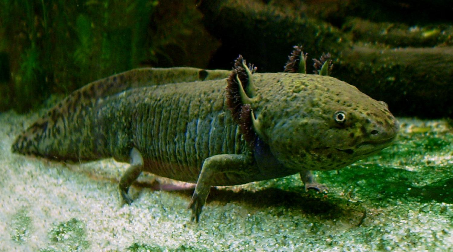 axolotl roadkill 路殺蠑螈 axolotl colony 蠑螈種群 ambystoma