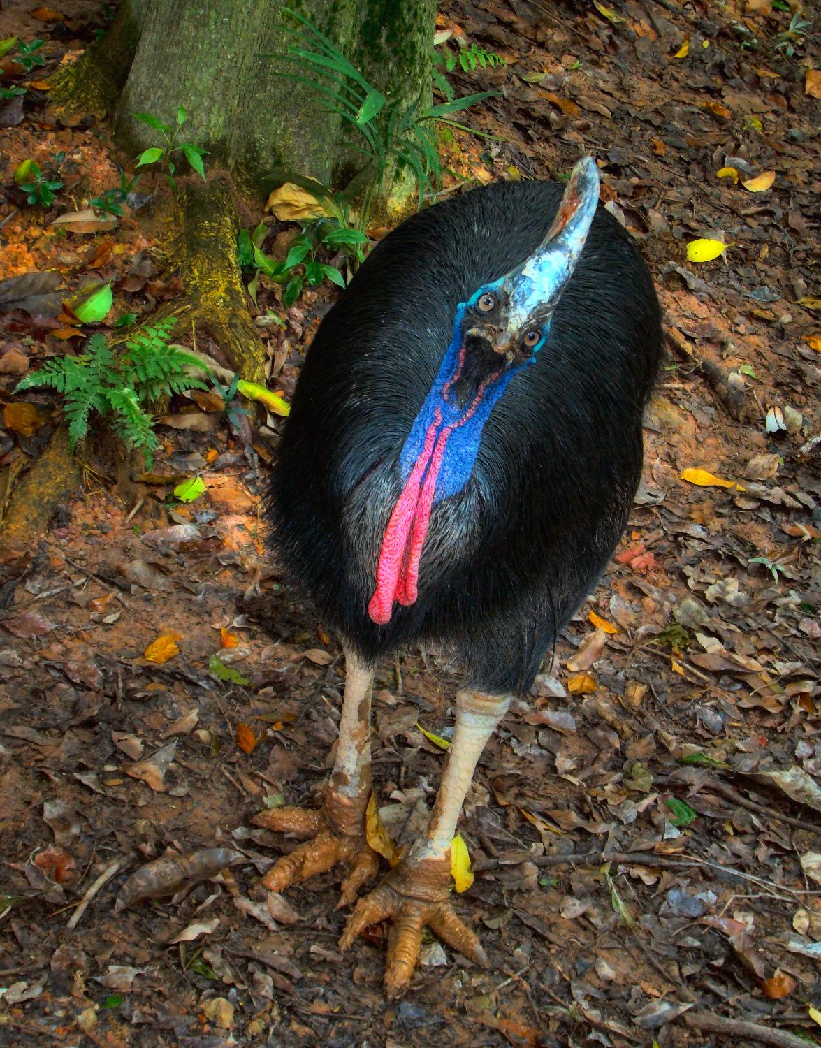 【cassowaries】什么意思_英语cassowaries的翻译_音标