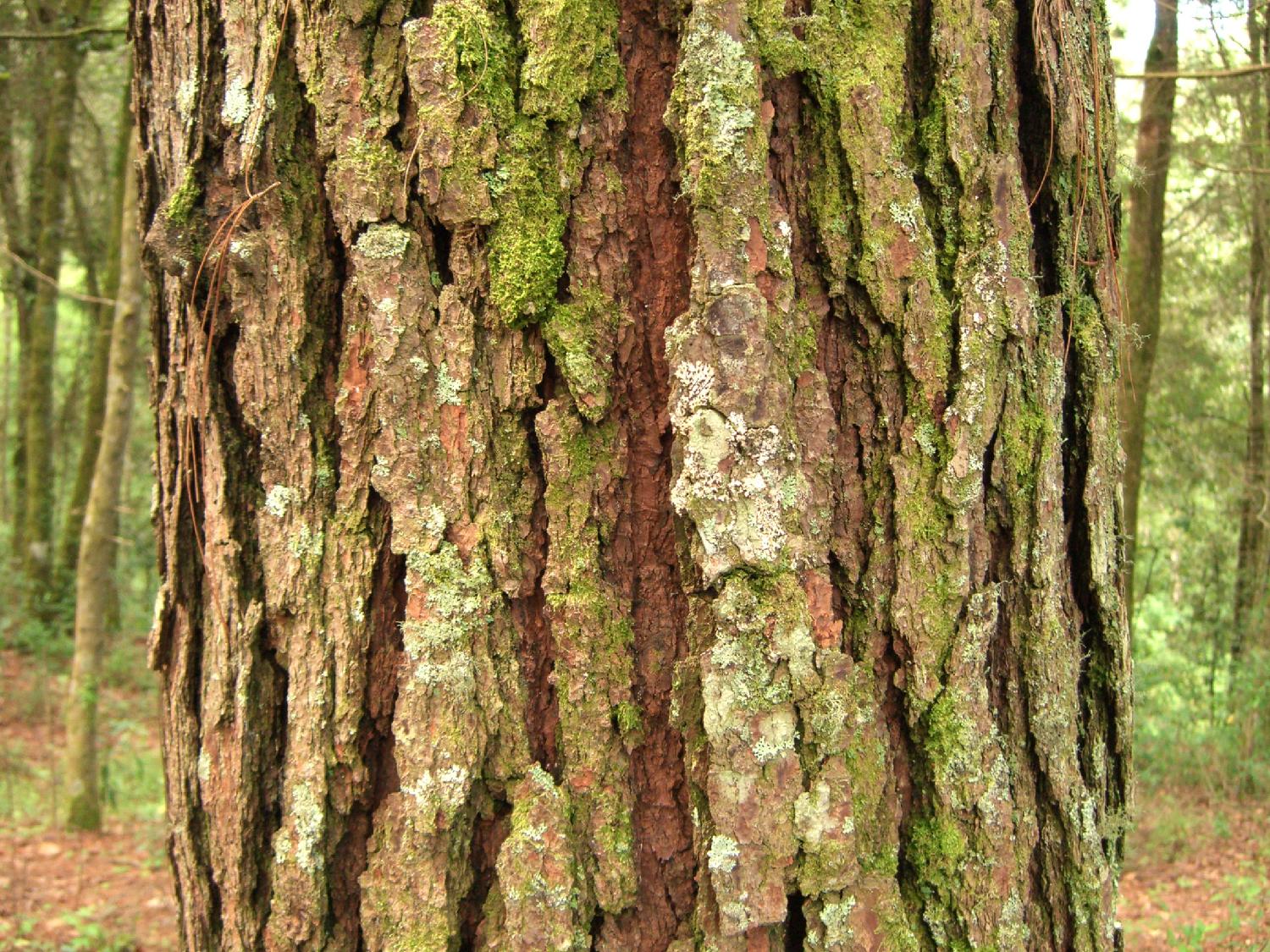 tree bark
