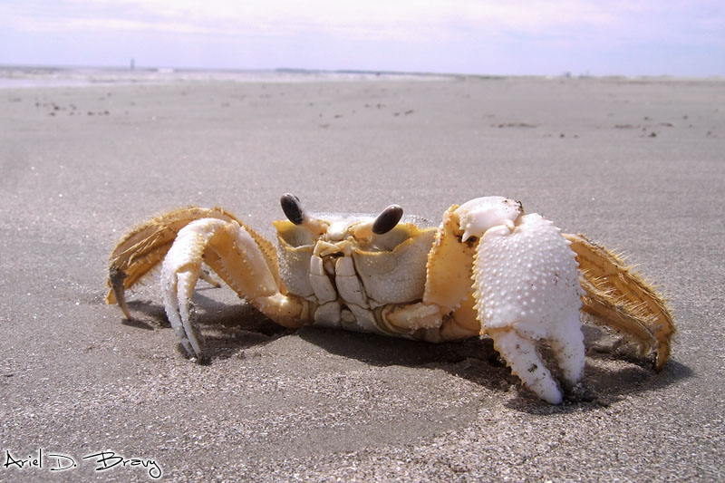 fiddler crab